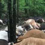 El granjero encuentra el pasto vacío, ve a las 32 vacas muertas en una gran pila