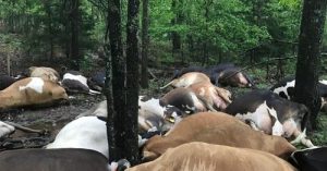 El granjero encuentra el pasto vacío, ve a las 32 vacas muertas en una gran pila