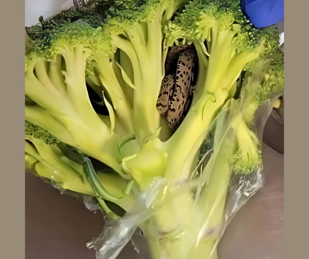 “Shocking Encounter: Man’s Horrifying Discovery Inside Bag of Aldi-Bought Broccoli”