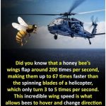 Join Weird & Wonderful Facts