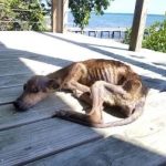 Starving Dog Stranded on a Deserted Island—Just Days from Death, a Miracle Happens