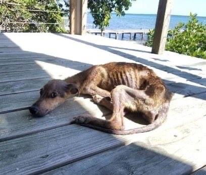 Starving Dog Stranded on a Deserted Island—Just Days from Death, a Miracle Happens