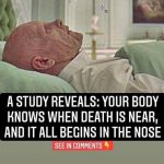 Scientific Study Suggests the Human Body Senses Approaching Death—It All Begins in the Nose