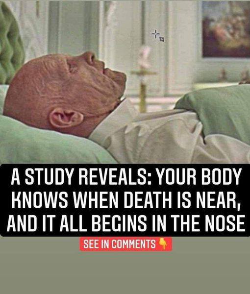 Scientific Study Suggests the Human Body Senses Approaching Death—It All Begins in the Nose