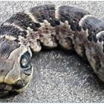 Woman Discovers Terrifying ‘Two-Headed Snake’ in Her Garden—What It Really Was Left Her Screaming