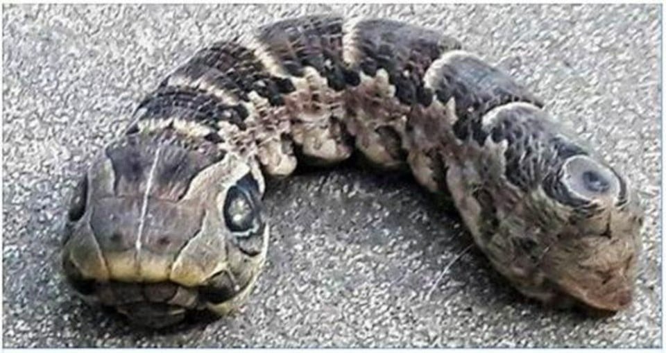 Woman Discovers Terrifying ‘Two-Headed Snake’ in Her Garden—What It Really Was Left Her Screaming