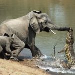 Crocodile Attacks Baby Elephant’s Trunk While Drinking Water – Shocking Wildlife Encounter!