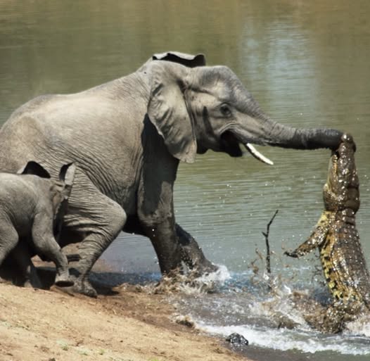 Crocodile Attacks Baby Elephant’s Trunk While Drinking Water – Shocking Wildlife Encounter!