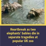 Blackpool Zoo heartbreak as two elephants’ babies 🐘 die in separate tragedies