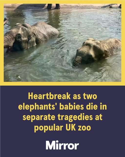 Blackpool Zoo heartbreak as two elephants’ babies 🐘 die in separate tragedies