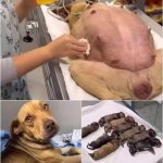 🐶 A Pregnant Dog’s Miraculous Journey: How She Found Help at My Gate After 63 Days