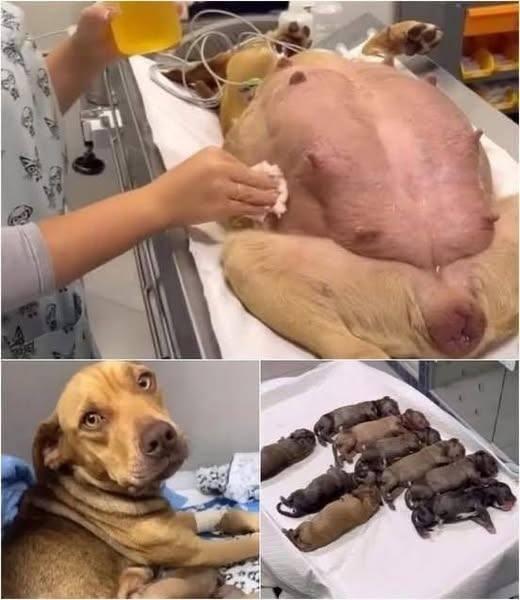 🐶 A Pregnant Dog’s Miraculous Journey: How She Found Help at My Gate After 63 Days