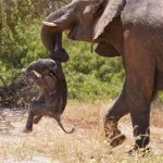 🐘🐘The Heartfelt Journey of Seraphina: A Tale of Love and Loss