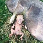 A baby is born half pig🐖, half human👶, and manages to survive… See more