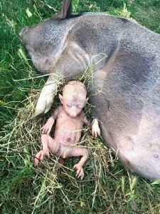 A baby is born half pig🐖, half human👶, and manages to survive… See more