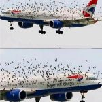 ✈️The pilot cried when he understood why the birds wouldn’t leave him alone. – Notis Actuales