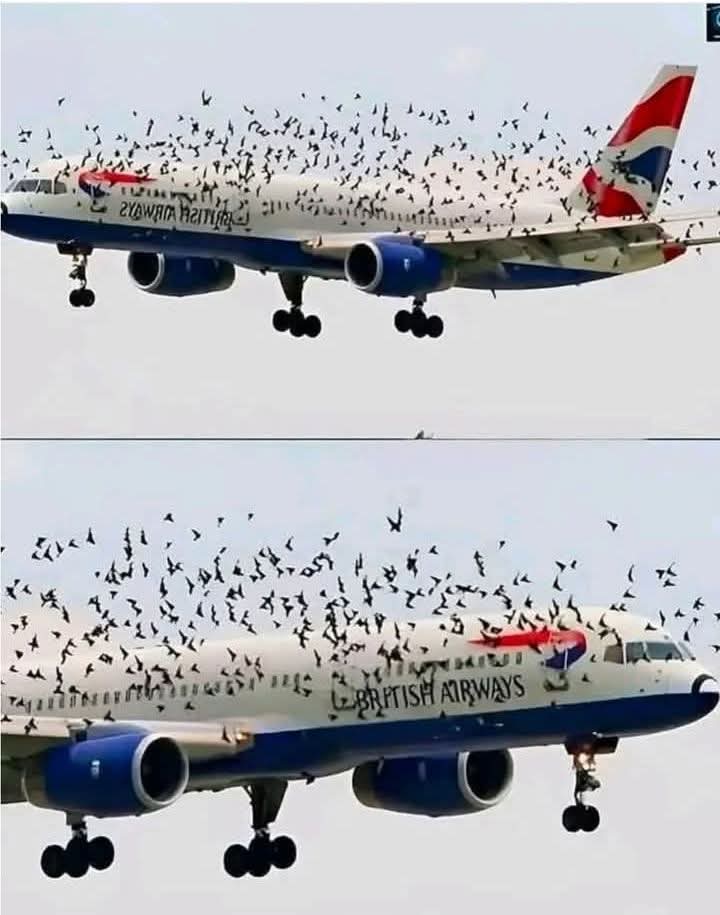✈️The pilot cried when he understood why the birds wouldn’t leave him alone. – Notis Actuales