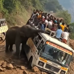 🐘 An unexpected elephant appeared near the bus — and what happened 15 seconds later, no one saw coming…