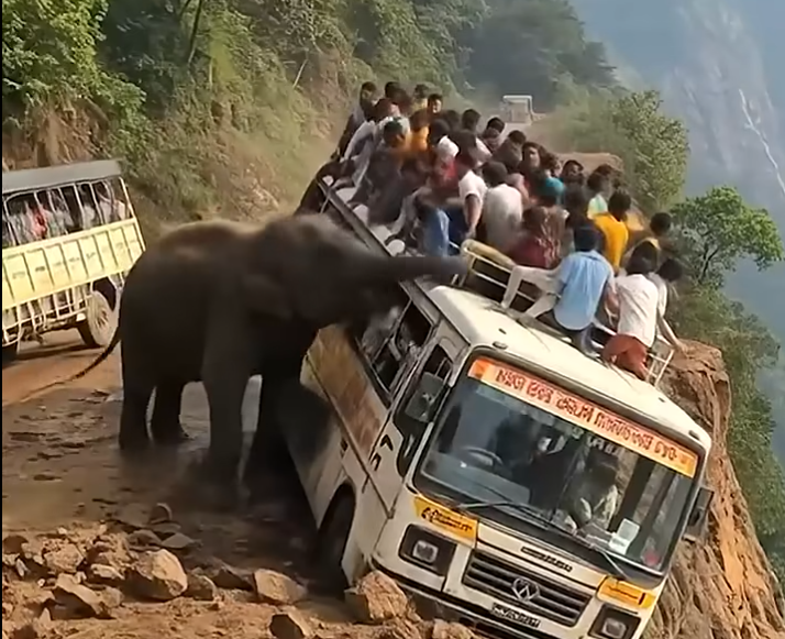 🐘 An unexpected elephant appeared near the bus — and what happened 15 seconds later, no one saw coming…