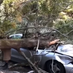 🌳🪾 Popular comedian died in sad accident when massive tree limb fell on top of him… Details in comments 👇