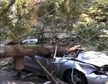 🌳🪾 Popular comedian died in sad accident when massive tree limb fell on top of him… Details in comments 👇
