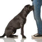 🐕 If your dog is sniffing your genital area, it means you have…