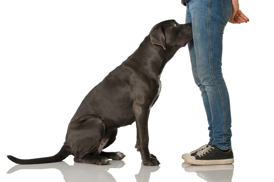 🐕 If your dog is sniffing your genital area, it means you have…