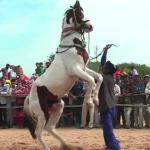 🐎 VIDEO Man Begins Dancing, but His Horse Takes Center Stage
