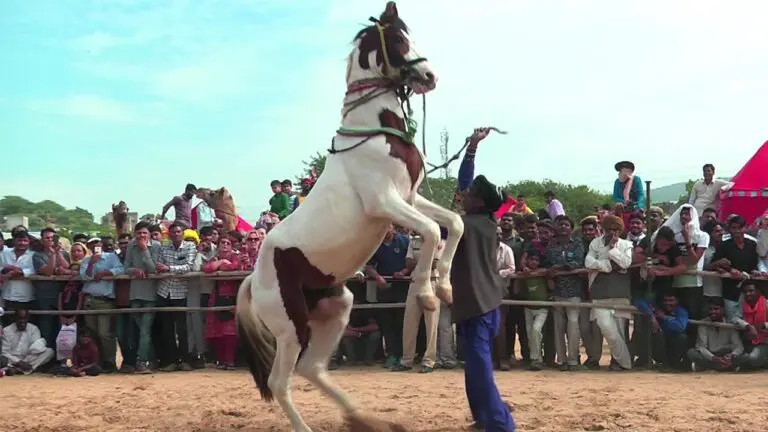 🐎 VIDEO Man Begins Dancing, but His Horse Takes Center Stage