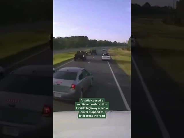 🚓 Driver braking for turtle causes multi-car accident in Florida #shorts