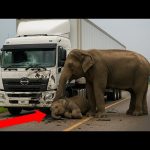 Driver Hits Baby Elephant 🐘— What the Mother Did Next Shocked the World