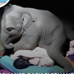 🐘 The baby elephant, shaken and scared, presses tightly against his caretaker