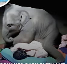 🐘 The baby elephant, shaken and scared, presses tightly against his caretaker